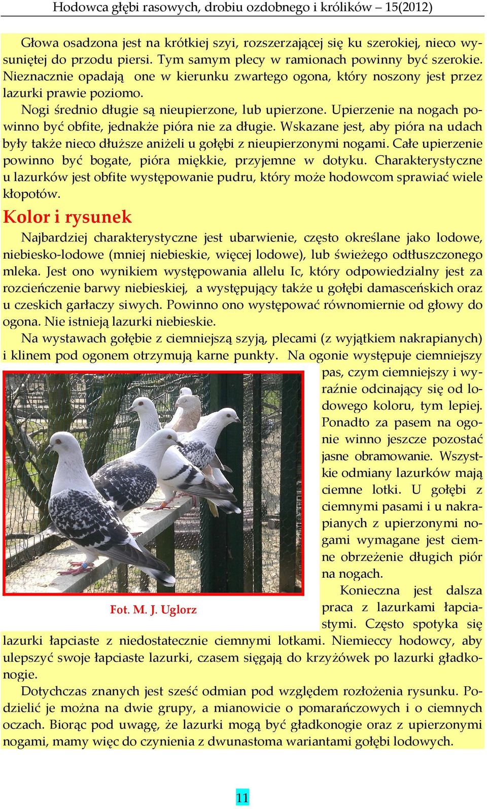 Upierzenie na nogach powinno być obfite, jednakże pióra nie za długie. Wskazane jest, aby pióra na udach były także nieco dłuższe aniżeli u gołębi z nieupierzonymi nogami.