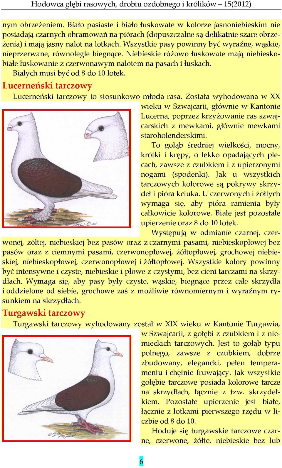 Białych musi być od 8 do 10 lotek. Lucerneński tarczowy Lucerneński tarczowy to stosunkowo młoda rasa.