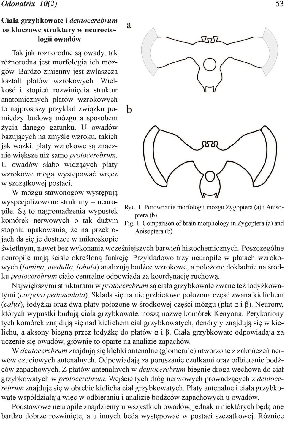 Wielkość i stopień rozwinięcia struktur anatomicznych płatów wzrokowych to najprostszy przykład związku pomiędzy budową mózgu a sposobem życia danego gatunku.