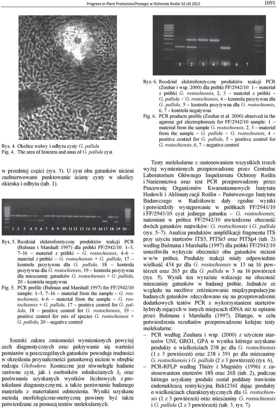 Rozdział elektroforetyczny produktów reakcji PCR (Bulman i Marshall 1997) dla próbki FF/2942/10: 1, 7 16 materiał z próbki G., 4 6 materiał z próbki G. + G. pallida, 17 kontrola pozytywna dla G.