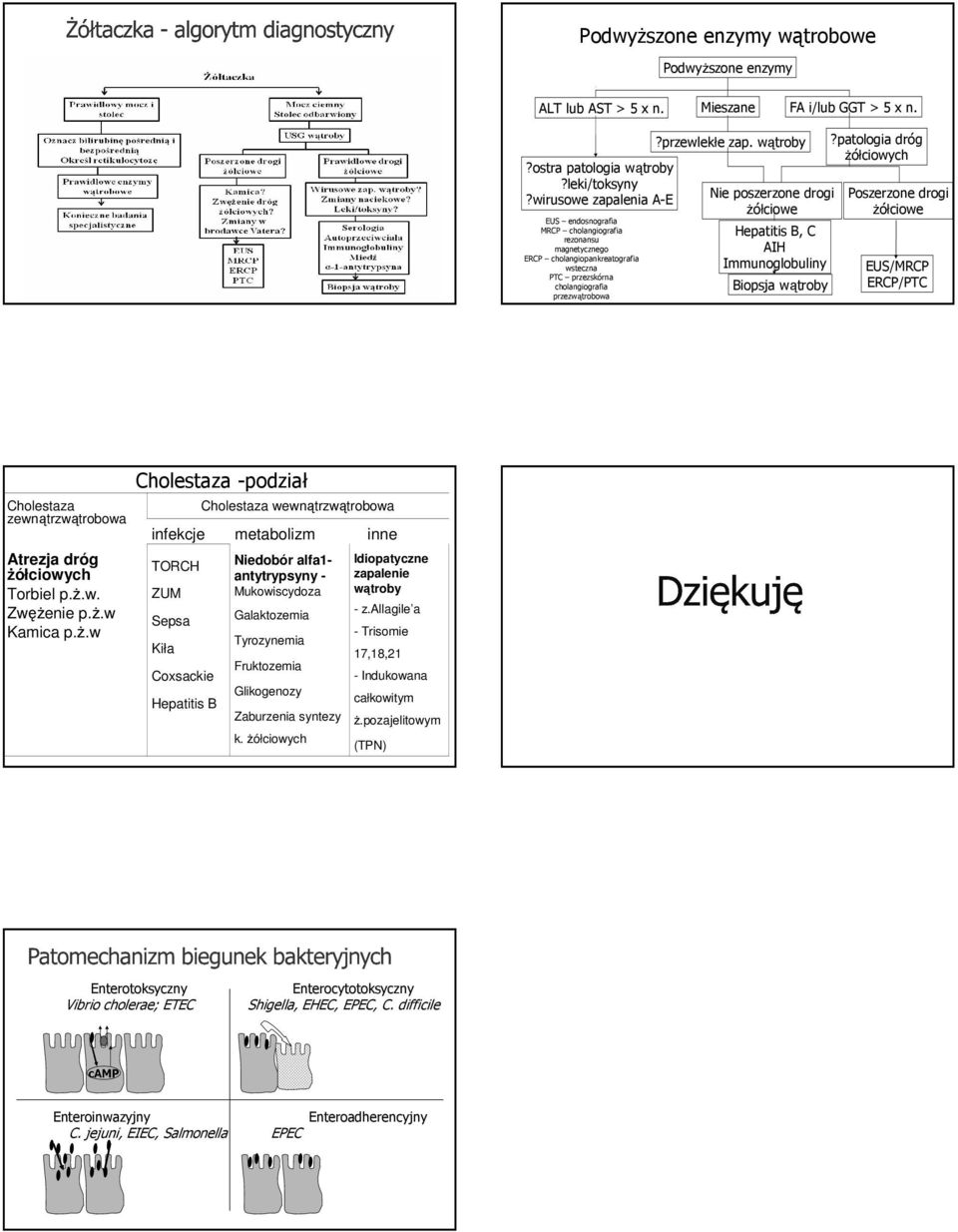 wątroby Nie poszerzone drogi żółciowe Hepatitis B, C AIH Immunoglobuliny Biopsja wątroby?