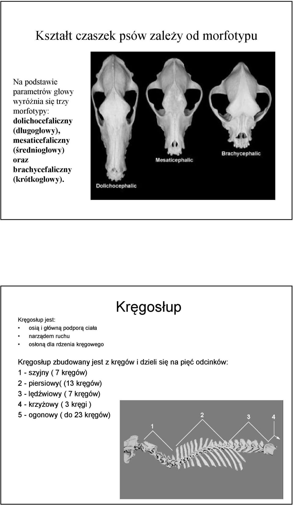 Kręgosłup jest: osią i główną podporą ciała narządem ruchu osłoną dla rdzenia kręgowego Kręgosłup Kręgosłup zbudowany jest