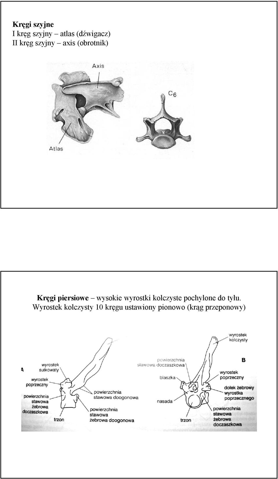 wysokie wyrostki kolczyste pochylone do tyłu.