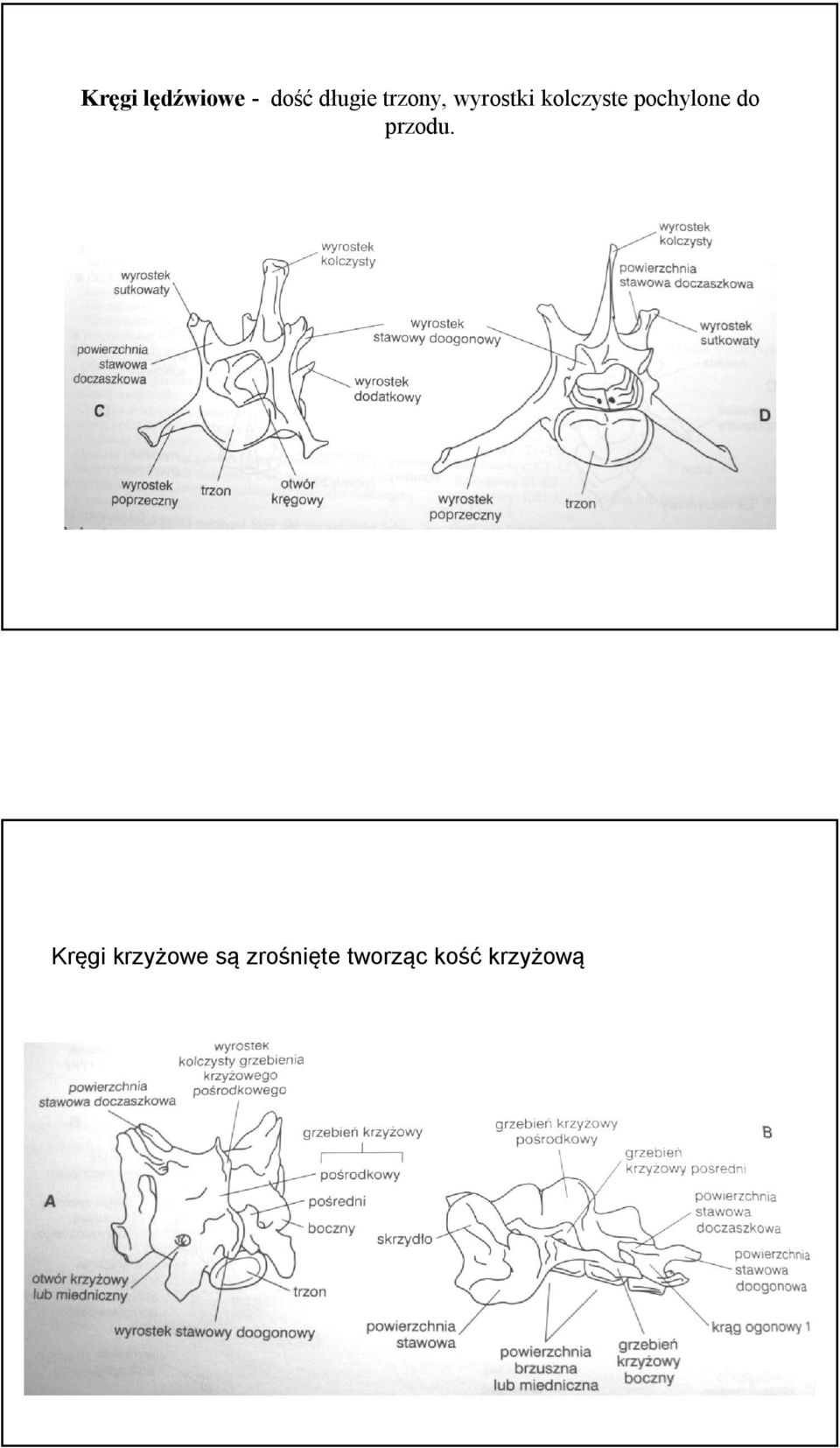 pochylone do przodu.