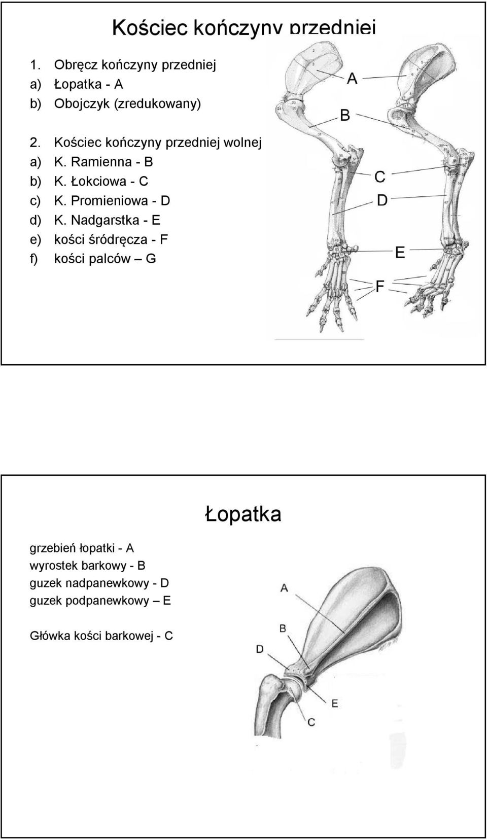 Kościec kończyny przedniej wolnej a) K. Ramienna - B b) K. Łokciowa - C c) K.