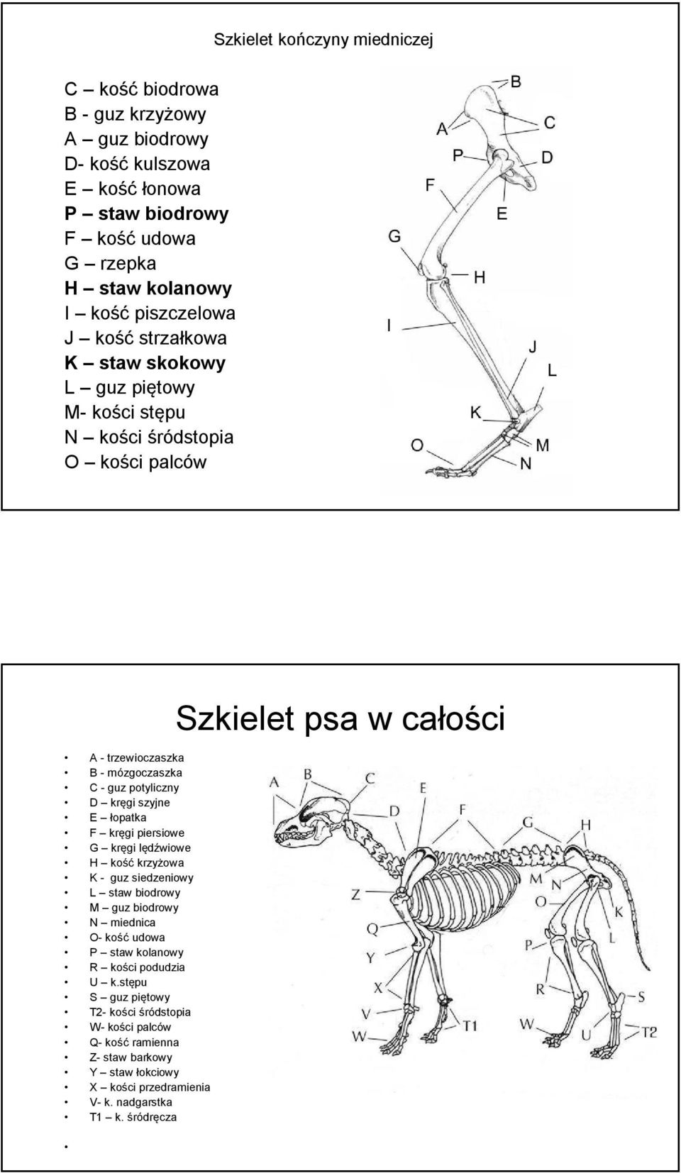 szyjne E łopatka F kręgi piersiowe G kręgi lędźwiowe H kość krzyżowa K - guz siedzeniowy L staw biodrowy M guz biodrowy N miednica O- kość udowa P staw kolanowy R kości