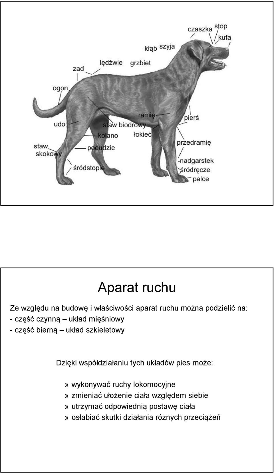 tych układów pies może:» wykonywać ruchy lokomocyjne» zmieniać ułożenie ciała