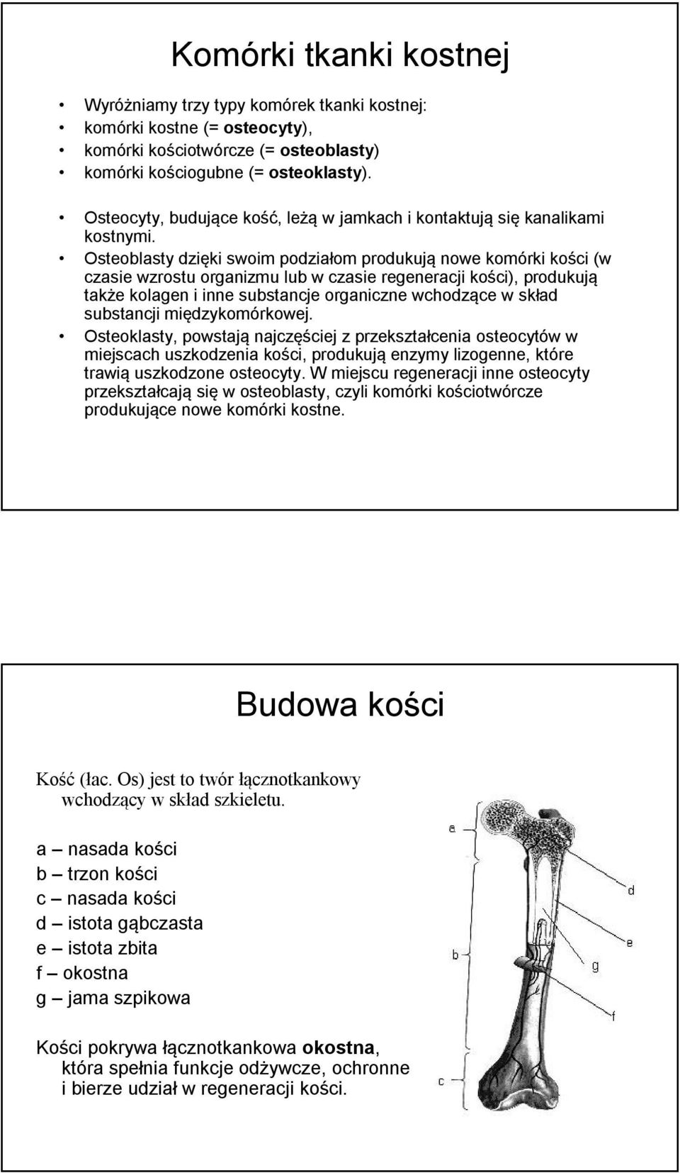 Osteoblasty dzięki swoim podziałom produkują nowe komórki kości (w czasie wzrostu organizmu lub w czasie regeneracji kości), produkują także kolagen i inne substancje organiczne wchodzące w skład