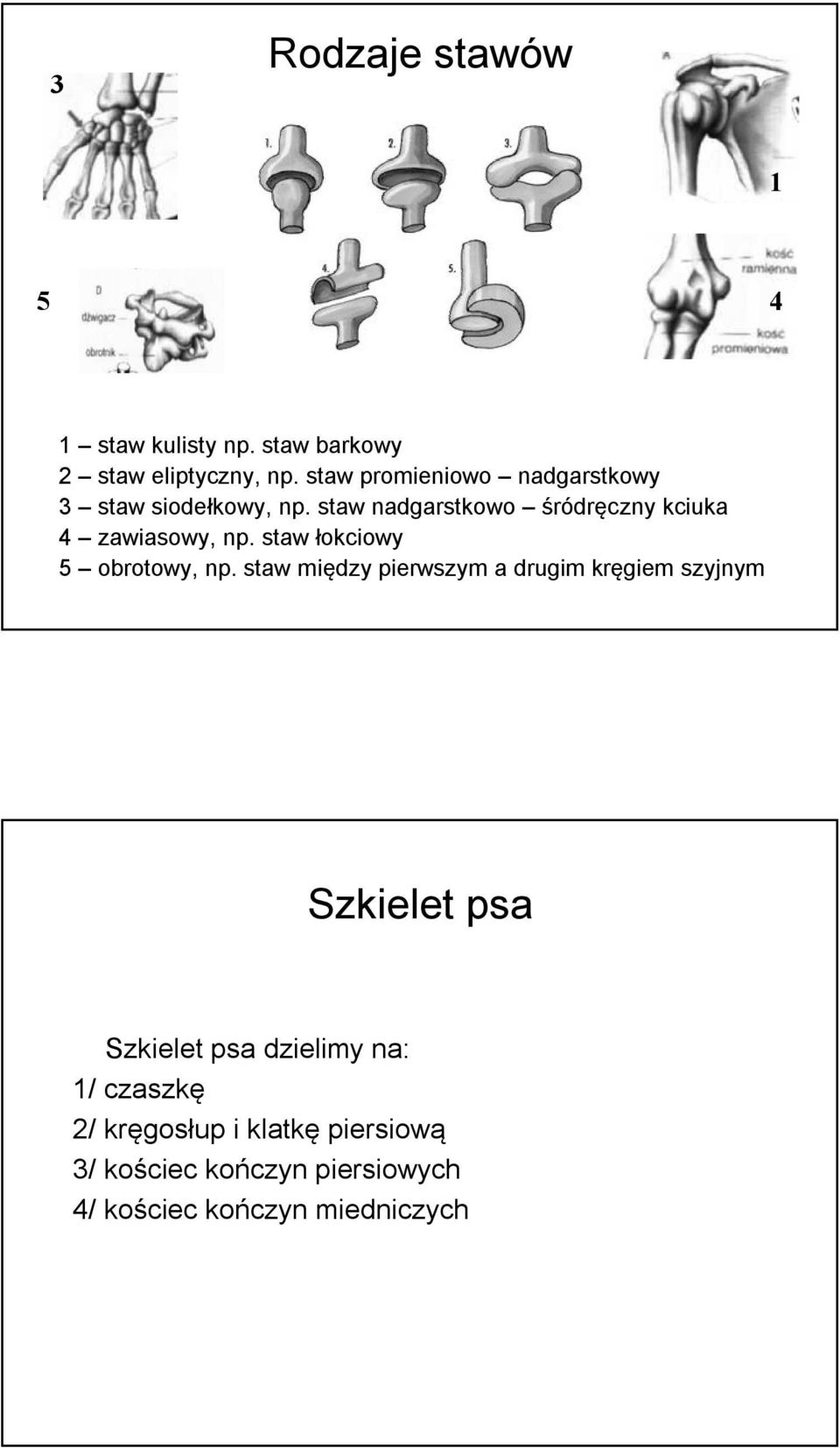 staw nadgarstkowo śródręczny kciuka 4 zawiasowy, np. staw łokciowy 5 obrotowy, np.