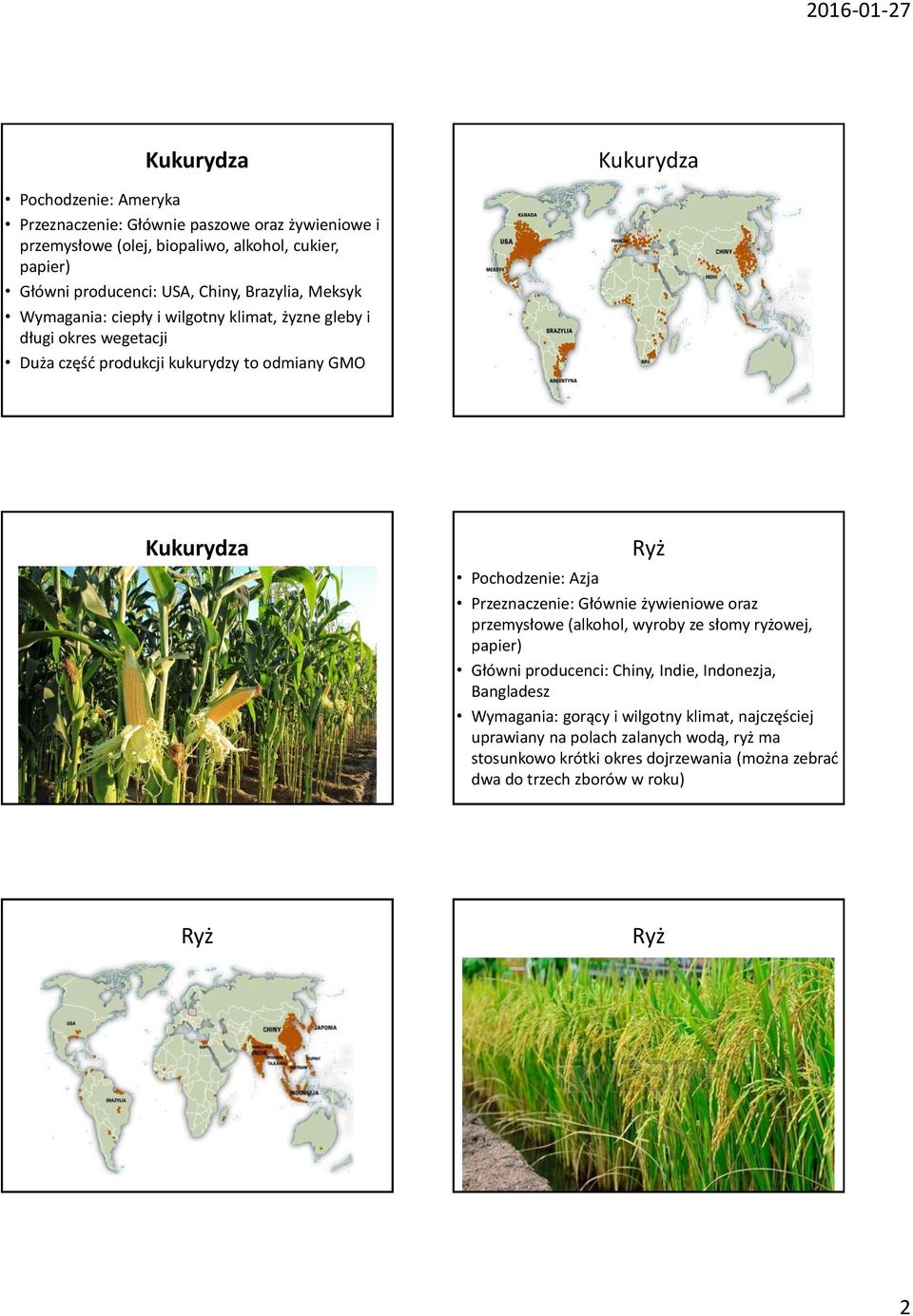 Pochodzenie: Azja Przeznaczenie: Głównie żywieniowe oraz przemysłowe (alkohol, wyroby ze słomy ryżowej, papier) Główni producenci: Chiny, Indie, Indonezja, Bangladesz