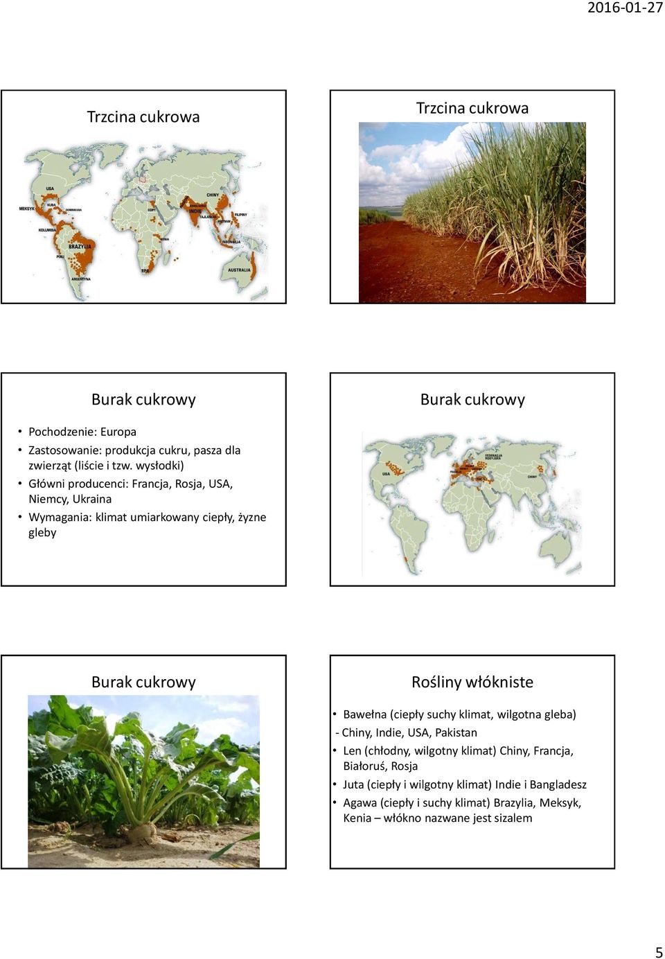 cukrowy Rośliny włókniste Bawełna (ciepły suchy klimat, wilgotna gleba) - Chiny, Indie, USA, Pakistan Len (chłodny, wilgotny klimat) Chiny,