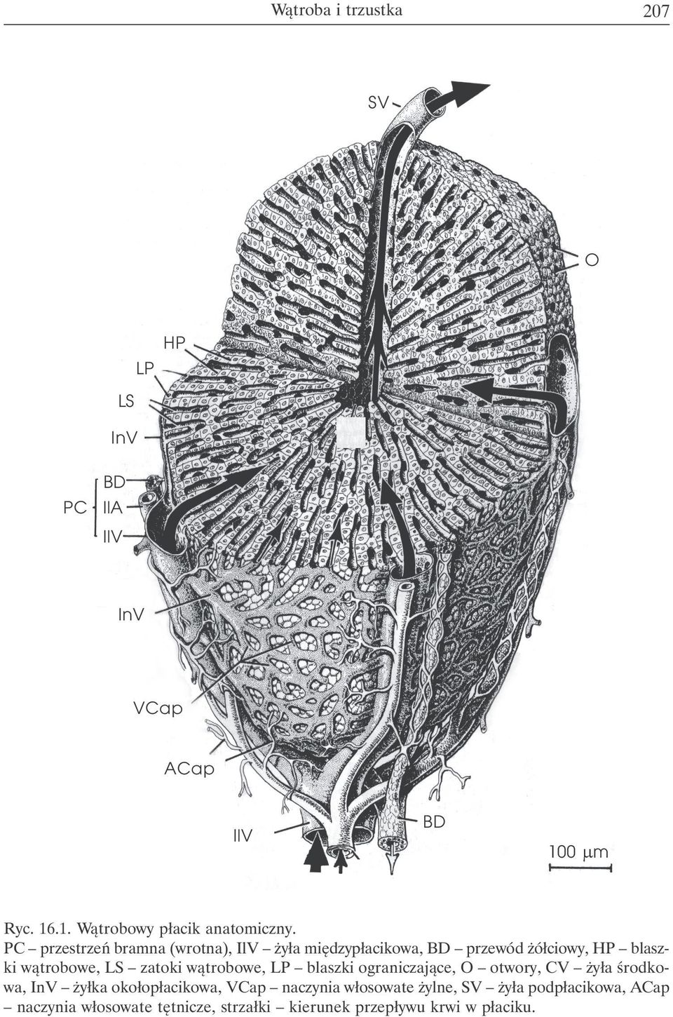 wątrobowe, LP blaszki ograniczające, O otwory, CV żyła środkowa, InV żyłka okołopłacikowa, VCap naczynia
