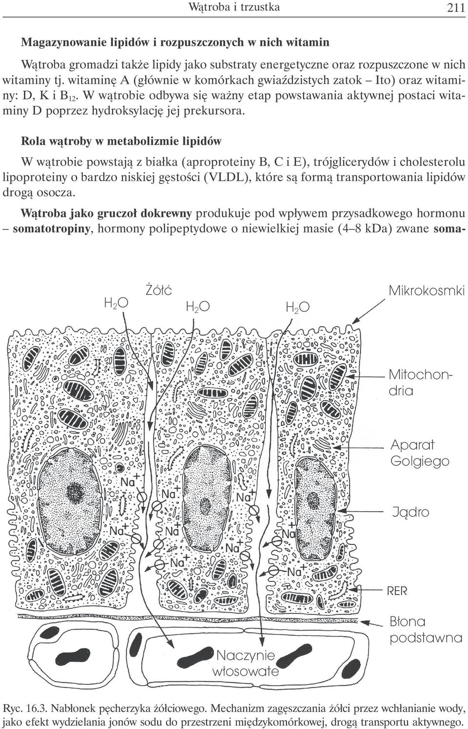 Rola wątroby w metabolizmie lipidów W wątrobie powstają z białka (aproproteiny B, C i E), trójglicerydów i cholesterolu lipoproteiny o bardzo niskiej gęstości (VLDL), które są formą transportowania