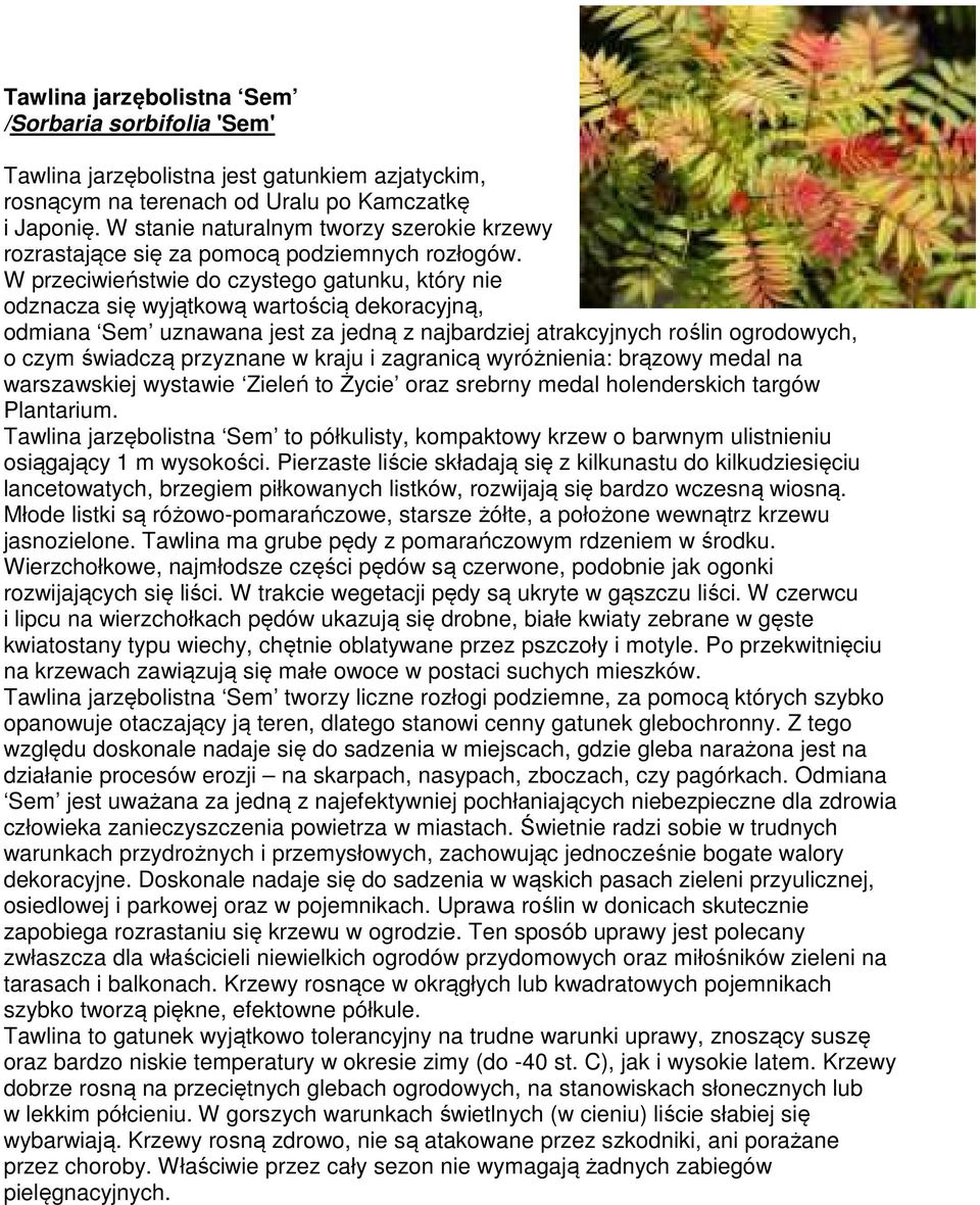 W przeciwieństwie do czystego gatunku, który nie odznacza się wyjątkową wartością dekoracyjną, odmiana Sem uznawana jest za jedną z najbardziej atrakcyjnych roślin ogrodowych, o czym świadczą
