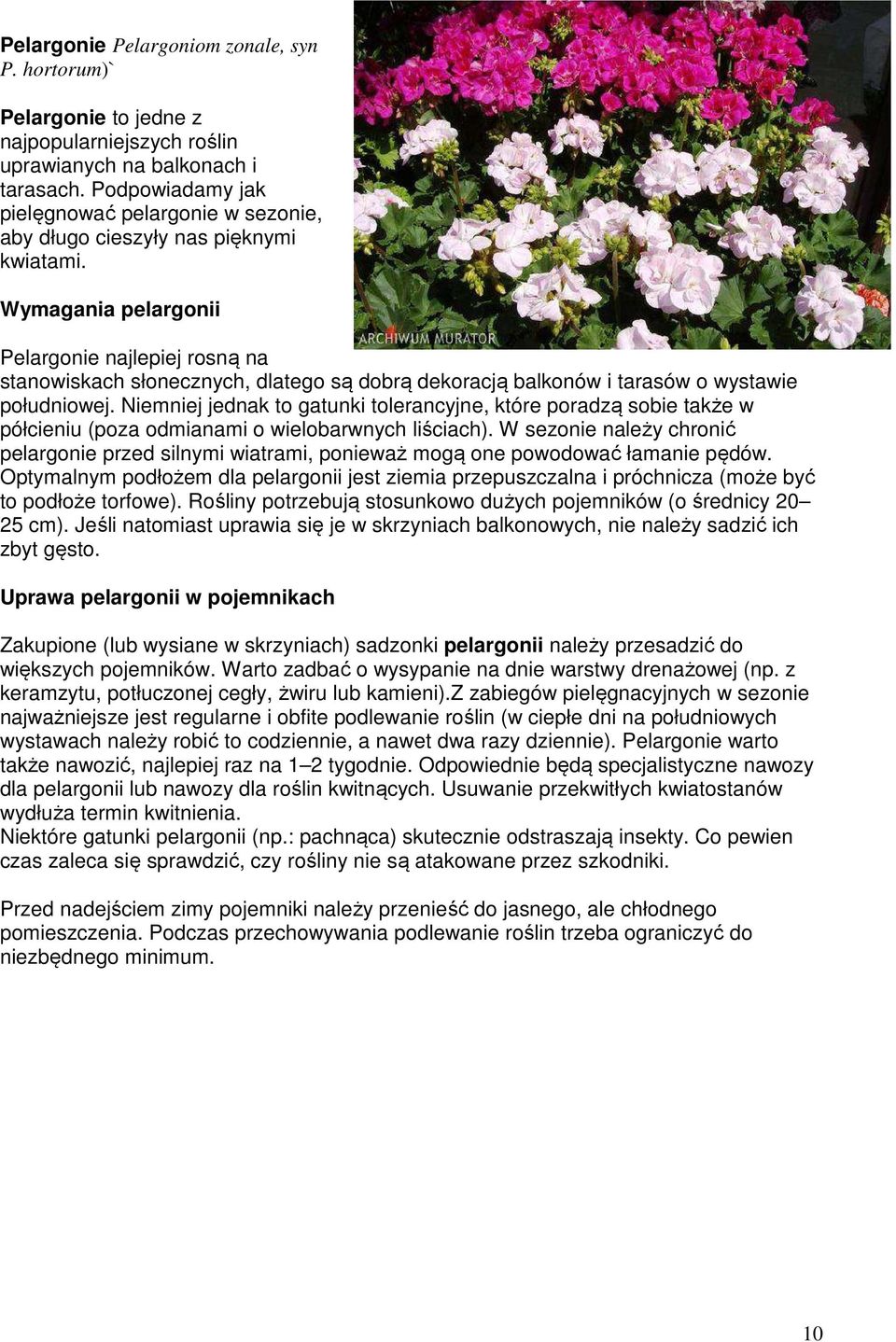 Wymagania pelargonii Pelargonie najlepiej rosną na stanowiskach słonecznych, dlatego są dobrą dekoracją balkonów i tarasów o wystawie południowej.