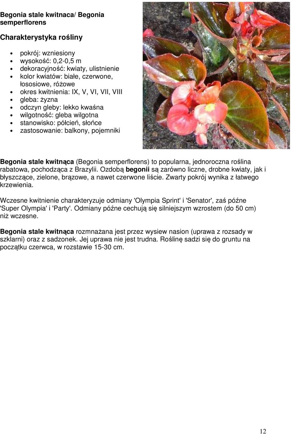 semperflorens) to popularna, jednoroczna roślina rabatowa, pochodząca z Brazylii. Ozdobą begonii są zarówno liczne, drobne kwiaty, jak i błyszczące, zielone, brązowe, a nawet czerwone liście.