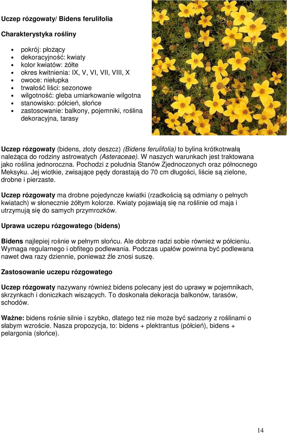 to bylina krótkotrwałą należąca do rodziny astrowatych (Asteraceae). W naszych warunkach jest traktowana jako roślina jednoroczna. Pochodzi z południa Stanów Zjednoczonych oraz północnego Meksyku.