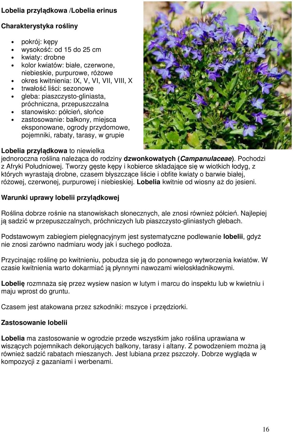 pojemniki, rabaty, tarasy, w grupie Lobelia przylądkowa to niewielka jednoroczna roślina należąca do rodziny dzwonkowatych (Campanulaceae). Pochodzi z Afryki Południowej.