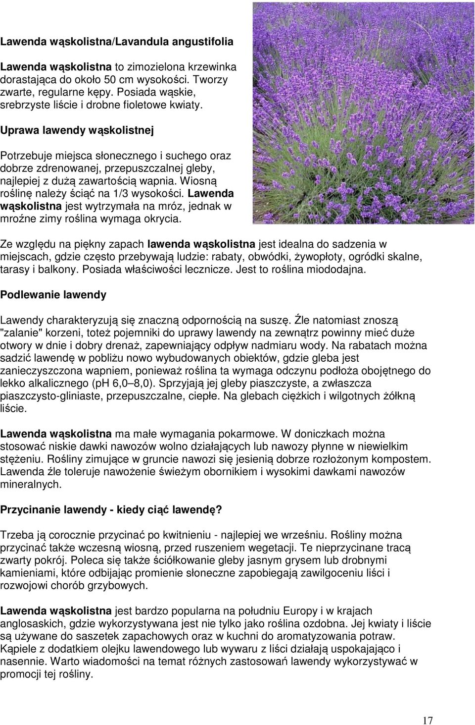 Uprawa lawendy wąskolistnej Potrzebuje miejsca słonecznego i suchego oraz dobrze zdrenowanej, przepuszczalnej gleby, najlepiej z dużą zawartością wapnia. Wiosną roślinę należy ściąć na 1/3 wysokości.