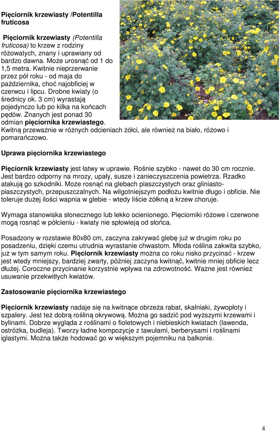 Znanych jest ponad 30 odmian pięciornika krzewiastego. Kwitną przeważnie w różnych odcieniach żółci, ale również na biało, różowo i pomarańczowo.