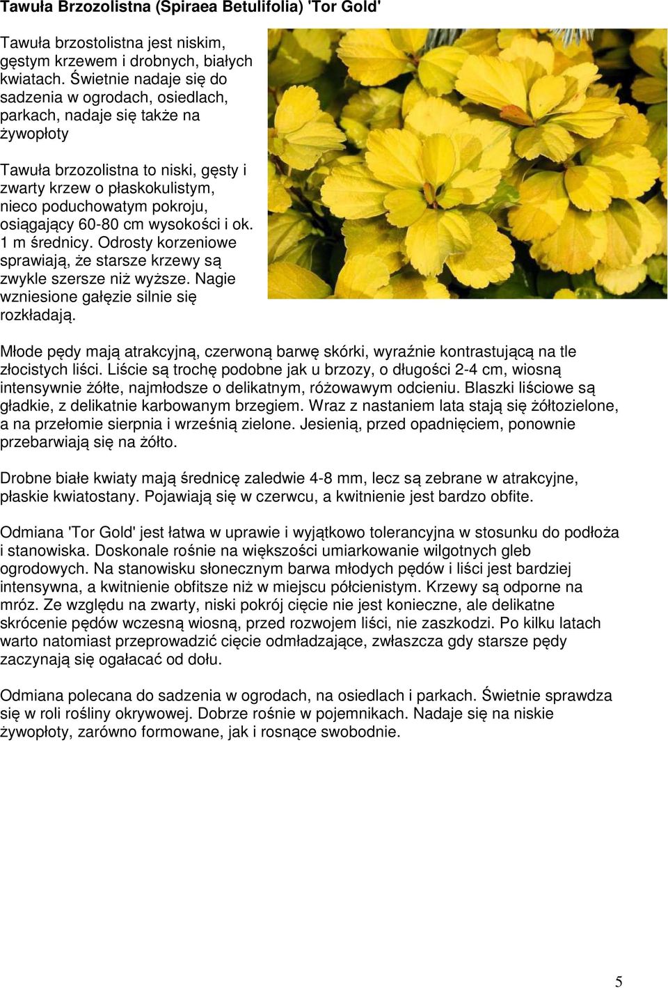 osiągający 60-80 cm wysokości i ok. 1 m średnicy. Odrosty korzeniowe sprawiają, że starsze krzewy są zwykle szersze niż wyższe. Nagie wzniesione gałęzie silnie się rozkładają.