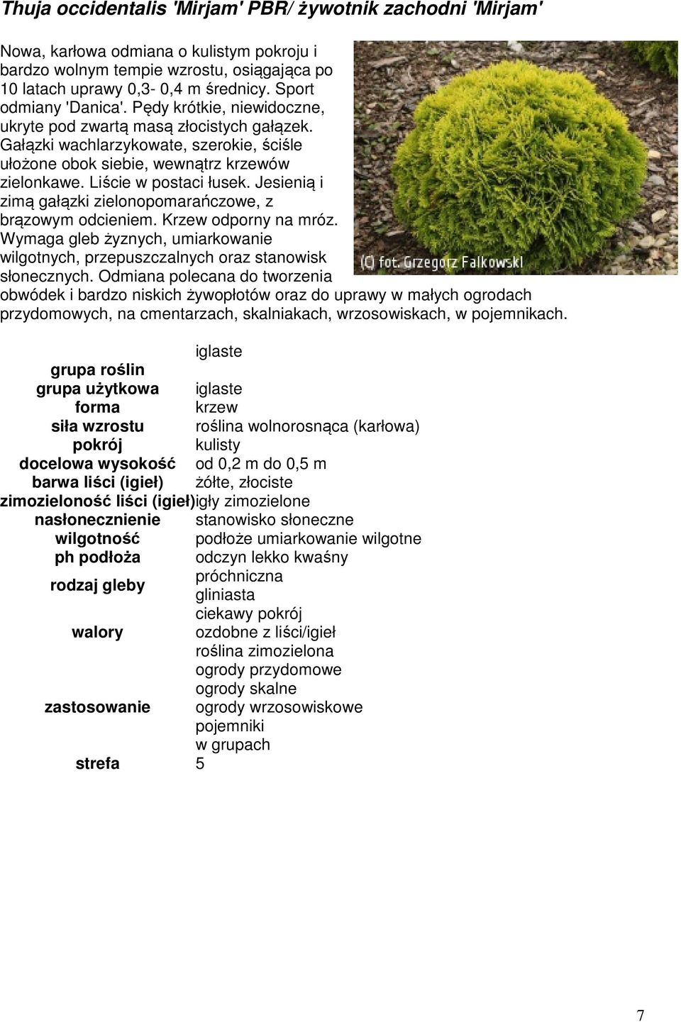 Liście w postaci łusek. Jesienią i zimą gałązki zielonopomarańczowe, z brązowym odcieniem. Krzew odporny na mróz.