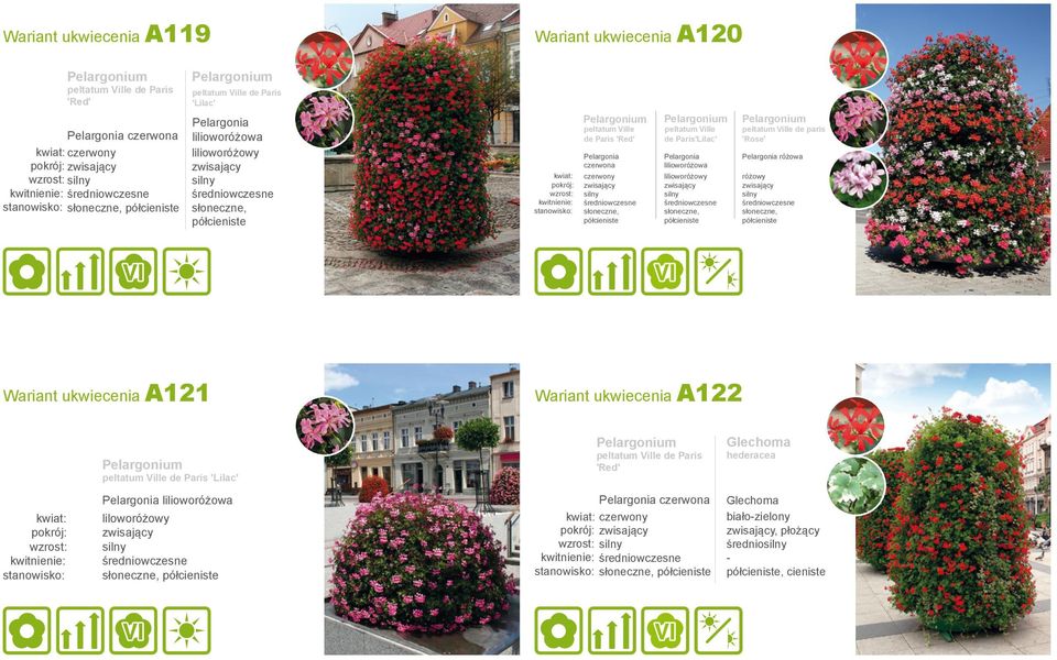 czerwona, Pelargonia lilioworóżowa lilioworóżowy, Pelargonia różowa różowy, Wariant ukwiecenia A121 Wariant ukwiecenia A122 peltatum Ville de