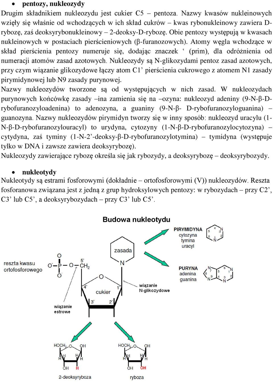 Obie pentozy występują w kwasach nukleinowych w postaciach pierścieniowych (β-furanozowych).