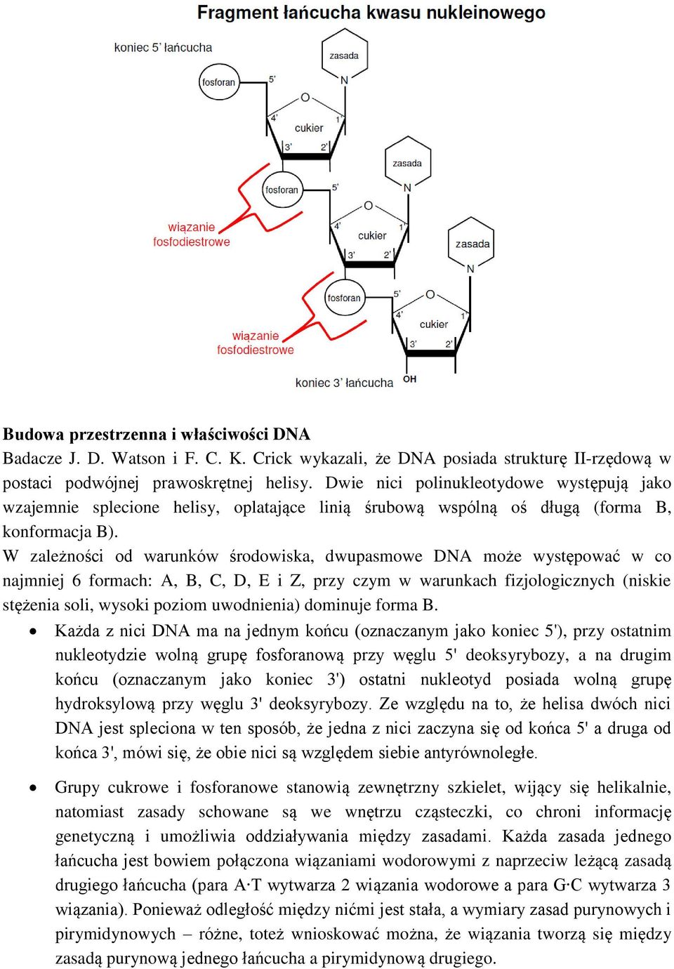 W zależności od warunków środowiska, dwupasmowe DNA może występować w co najmniej 6 formach: A, B, C, D, E i Z, przy czym w warunkach fizjologicznych (niskie stężenia soli, wysoki poziom uwodnienia)