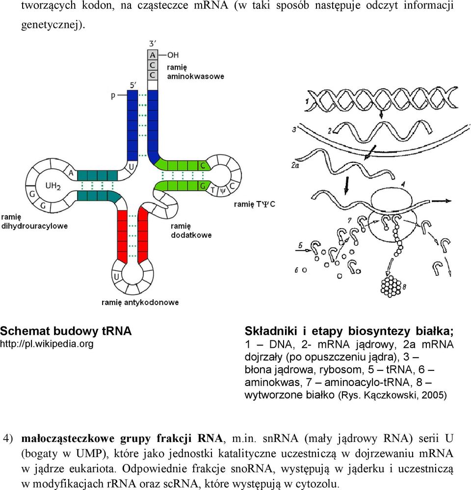 aminoacylo-trna, 8 wytworzone białko (Rys. Kączkowski, 2005) 4) małocząsteczkowe grupy frakcji RNA, m.in. snrna (mały jądrowy RNA) serii U (bogaty w UMP), które jako jednostki katalityczne uczestniczą w dojrzewaniu mrna w jądrze eukariota.