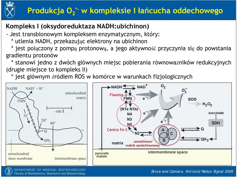 powstania gradientu protonów * stanowi jedno z dwóch głównych miejsc pobierania równoważników redukcyjnych (drugie miejsce to kompleks II) *