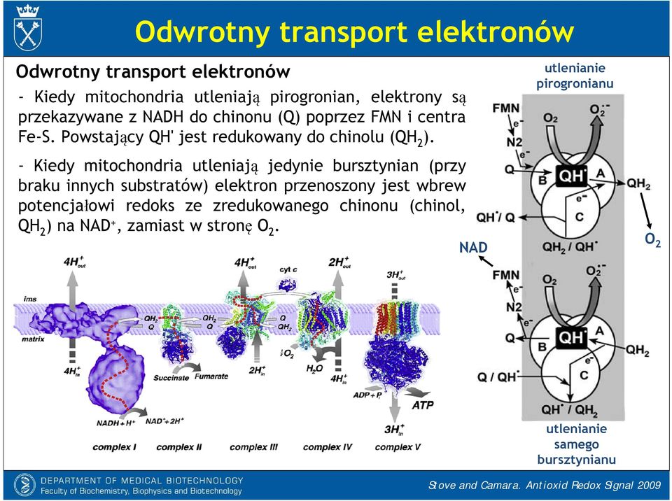 - Kiedy mitochondria utleniają jedynie bursztynian (przy braku innych substratów) elektron przenoszony jest wbrew potencjałowi redoks