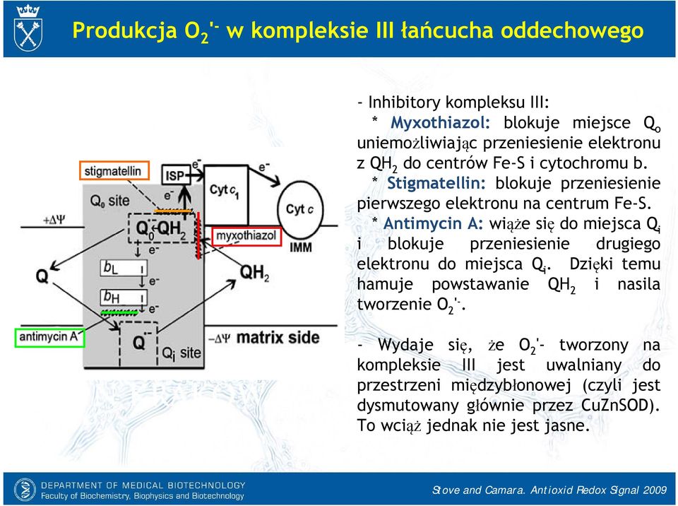 * Antimycin A: wiąże się do miejsca Q i i blokuje przeniesienie drugiego elektronu do miejsca Q i. Dzięki temu hamuje powstawanie QH 2 i nasila tworzenie O 2 ' -.