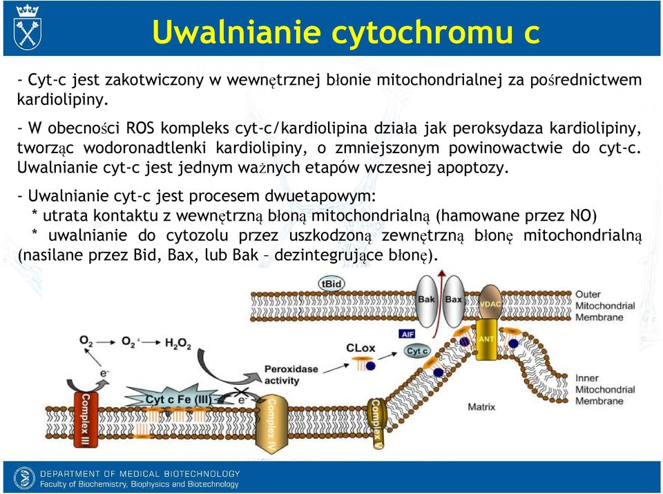 powinowactwie do cyt-c. Uwalnianie cyt-c jest jednym ważnych etapów wczesnej apoptozy.