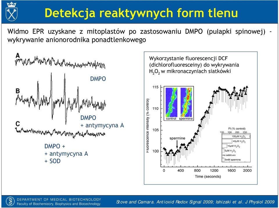 (dichlorofluoresceiny) do wykrywania H 2 O 2 w mikronaczyniach siatkówki DMPO + antymycyna A