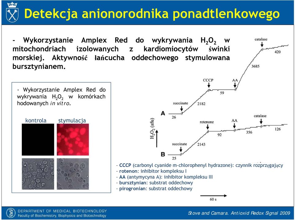 - Wykorzystanie Amplex Red do wykrywania H 2 O 2 w komórkach hodowanych in vitro.