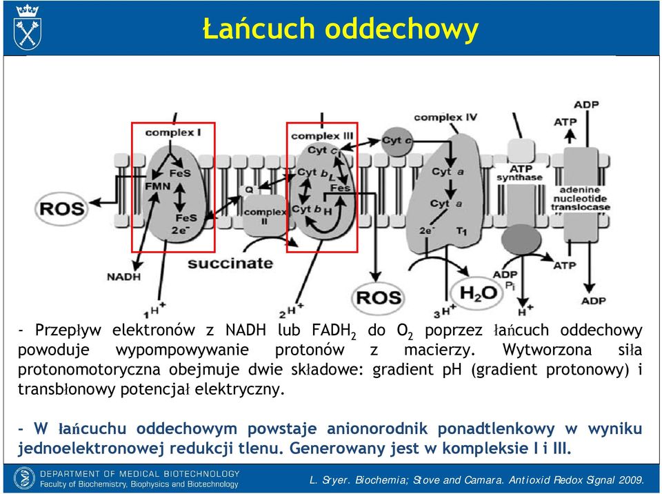 Wytworzona siła protonomotoryczna obejmuje dwie składowe: gradient ph (gradient protonowy) i transbłonowy potencjał