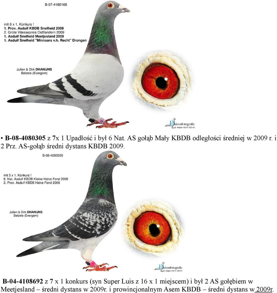 AS-gołąb średni dystans KBDB 2009.