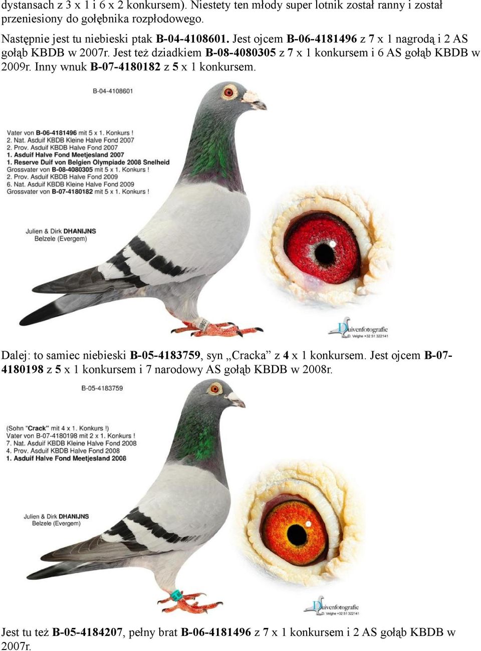 Jest też dziadkiem B-08-4080305 z 7 x 1 konkursem i 6 AS gołąb KBDB w 2009r. Inny wnuk B-07-4180182 z 5 x 1 konkursem.