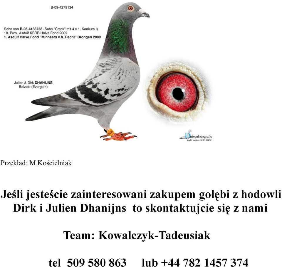 zakupem gołębi z hodowli Dirk i Julien Dhanijns
