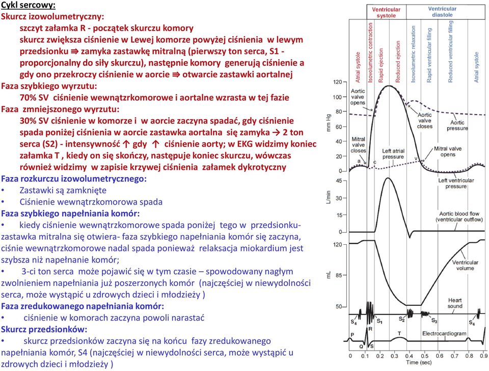 SV ciśnienie wewnątzrkomorowe i aortalne wzrasta w tej fazie Faza zmniejszonego wyrzutu: 30% SV ciśnienie w komorze i w aorcie zaczyna spadać, gdy ciśnienie spada poniżej ciśnienia w aorcie zastawka