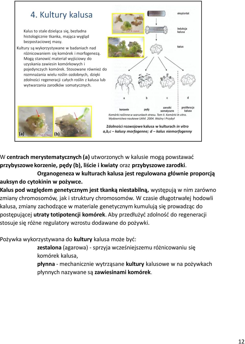 Kalus pod względem genetycznym jest tkanką niestabilną, występują w nim zarówno zmiany chromosomów, jak i struktury chromosomów.