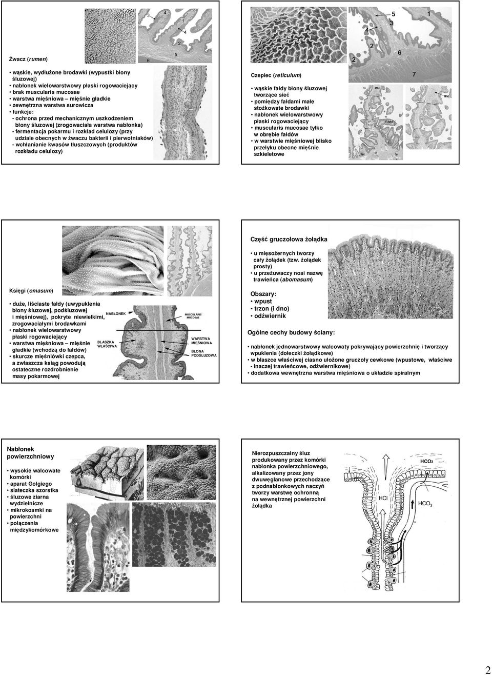 wchłanianie kwasów tłuszczowych (produktów rozkładu celulozy) Czepiec (reticulum) wąskie fałdy błony śluzowej tworzące sieć pomiędzy fałdami małe stożkowate brodawki nabłonek wielowarstwowy płaski