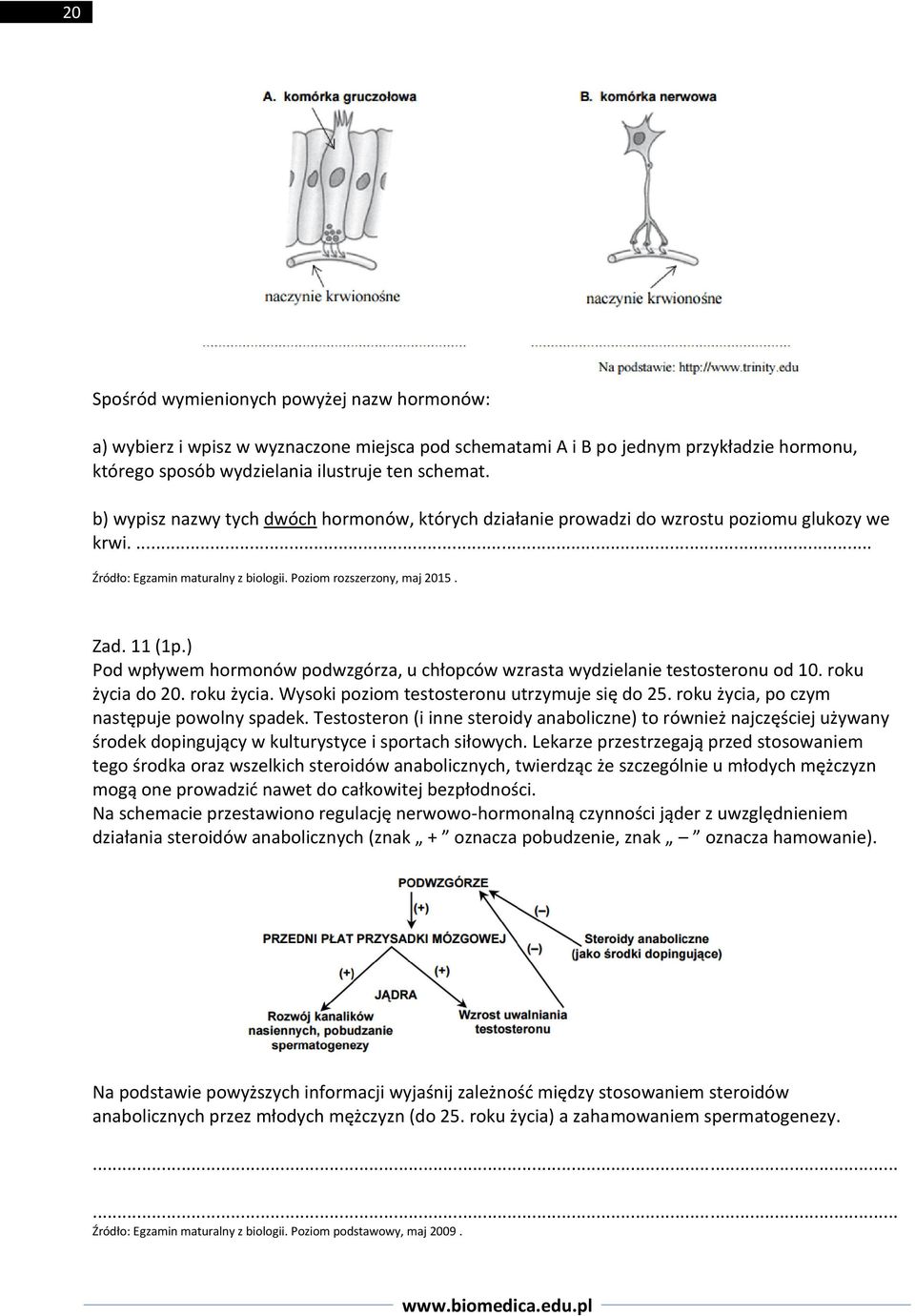 ) Pod wpływem hormonów podwzgórza, u chłopców wzrasta wydzielanie testosteronu od 10. roku życia do 20. roku życia. Wysoki poziom testosteronu utrzymuje się do 25.