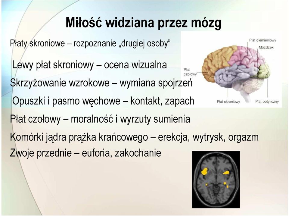 pasmo węchowe kontakt, zapach Płat czołowy moralność i wyrzuty sumienia