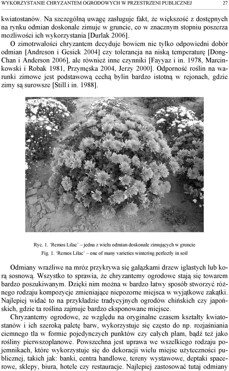 O zimotrwałości chryzantem decyduje bowiem nie tylko odpowiedni dobór odmian [Andreson i Gesick 2004] czy tolerancja na niską temperaturę [Dong- Chan i Anderson 2006], ale również inne czynniki