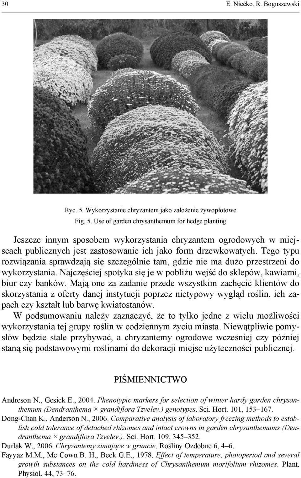 Use of garden chrysanthemum for hedge planting Jeszcze innym sposobem wykorzystania chryzantem ogrodowych w miejscach publicznych jest zastosowanie ich jako form drzewkowatych.