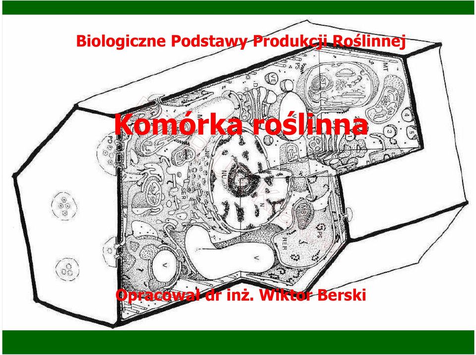 Komórka roślinna