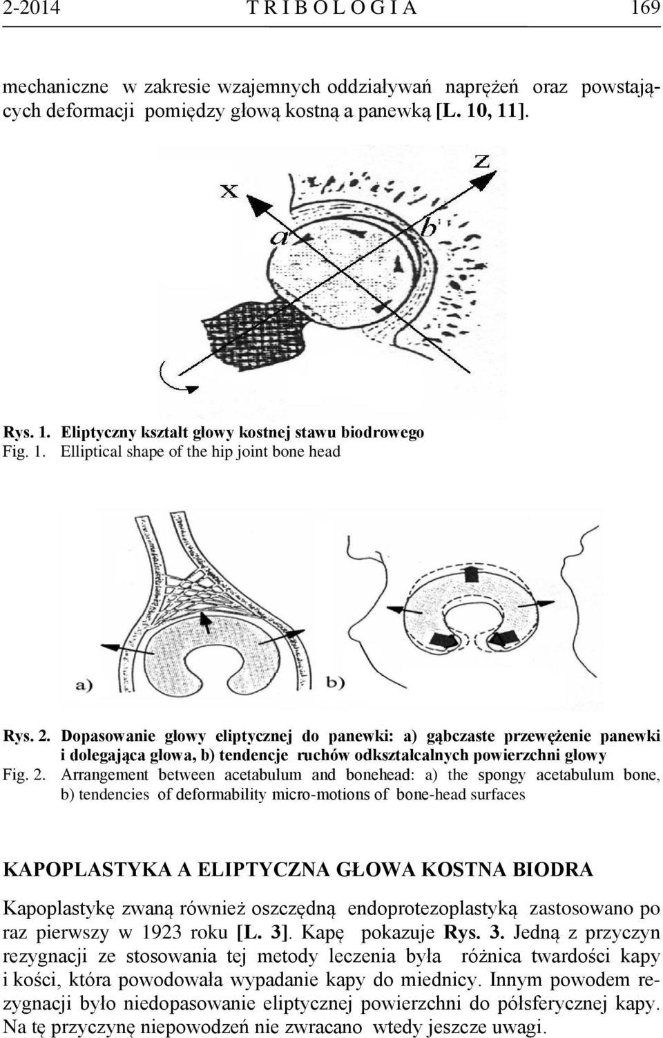 Dopasowanie głowy eliptycznej do panewki: a) gąbczaste przewężenie panewki i dolegająca głowa, b) tendencje ruchów odkształcalnych powierzchni głowy Fig. 2.