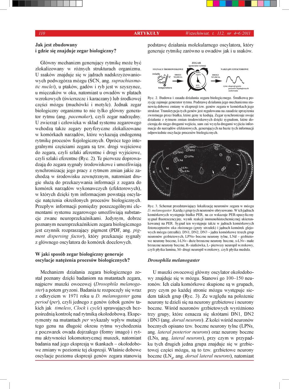 suprachiasmatic nuclei), u ptaków, gadów i ryb jest w szyszynce, u mięczaków w oku, natomiast u owadów w płatach wzrokowych (świerszcze i karaczany) lub środkowej części mózgu (muchówki i motyle).